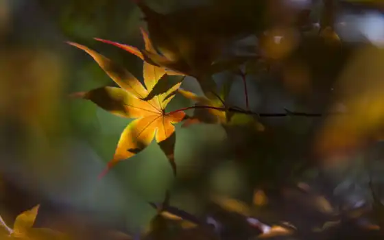 leaf, sunshine, maple