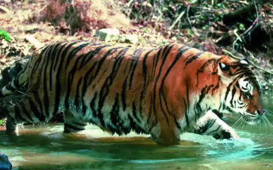 тигр, вода, прогулка
