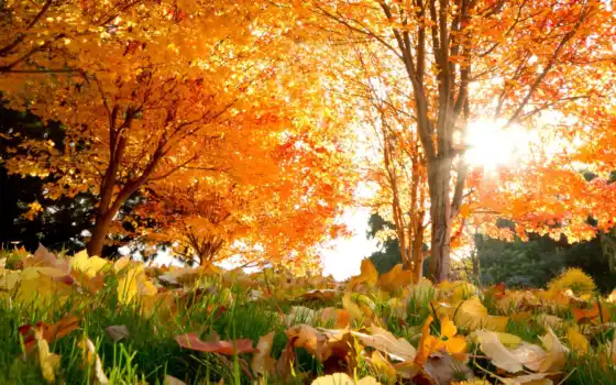 осень, земля, дерево,