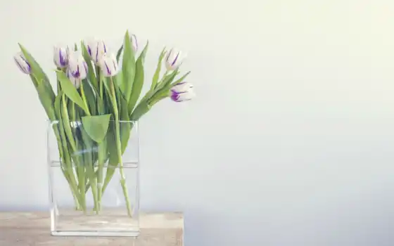 цветы, ваза, тюльпан, растение