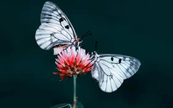 бабочка, butterflies, два, desktop, цветы, flowers, high, качество, насекомое, 