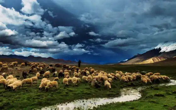 campo, oveja, pantalla, овцы, вершина, холм, пейзаж