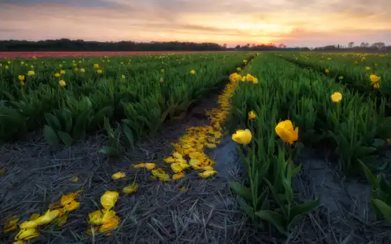 поле, тюльпан, закат