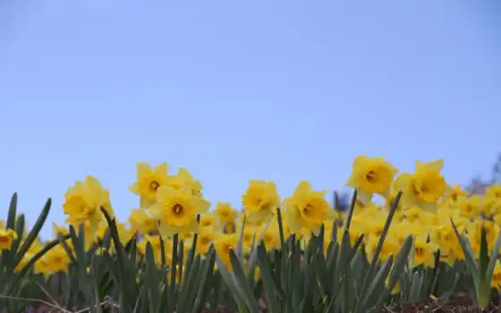 daffodil, цветы, виды, daffodil, настольные, цветные,