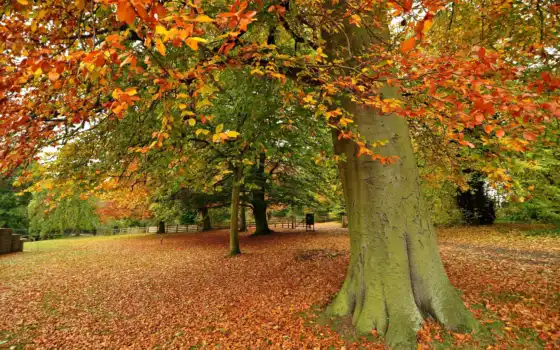 деревья, осень, пейзаж, картинки, жизнь, хвост, озеленение, пин,