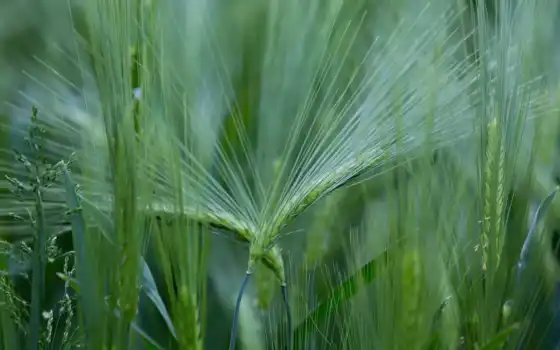макро, трава, поле, колоски, пшеница, колосья, 