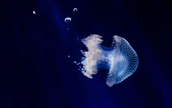 jellyfish, underwater, аквариум, marino, méduse, swimming, тема, upload, море, world, щупальцы