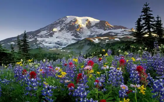природа, миро, цветы, гора