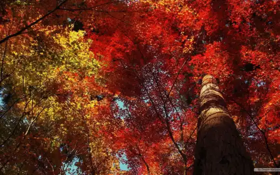 осень, leaf, листья, природа, пасть, trees, photography, дерево, 