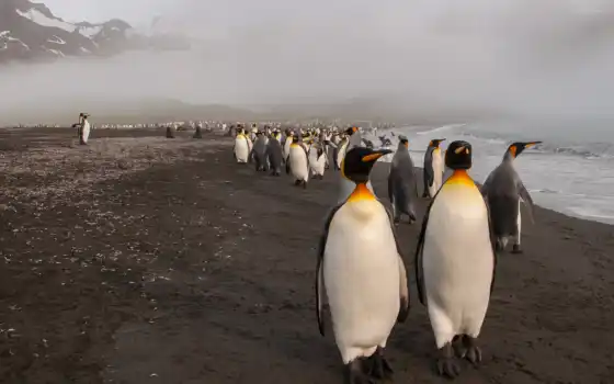пингвин, море, пляж, pingvin, туман, more, птица, tema, туман, берег, пляж