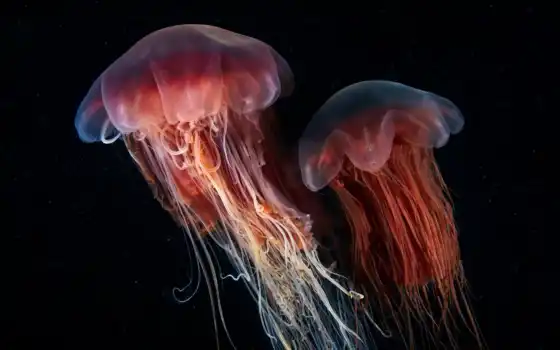 медузы, живые, погруженные, гик, технологии