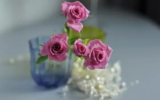 роза, цветы, ваза, розовый, объект