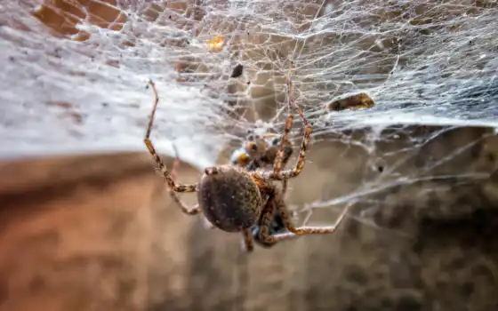 web, паук, природа, насекомое, laba