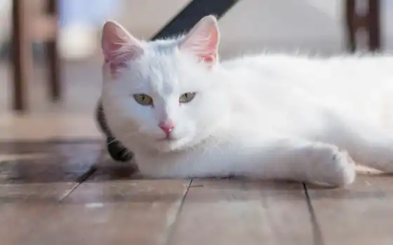 кот, белый, короткий, волосы, глаз