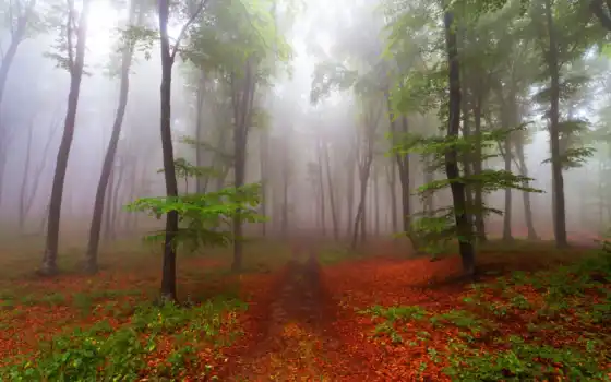 природа, лес, красивая, фотошопа, природы, туман, тропинка, размера, волшебные, 