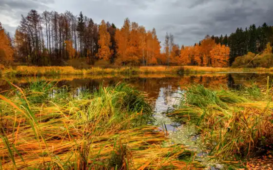 клипарт, осенние, осень, пейзажи -, природа, осенняя, растровый, лес, 