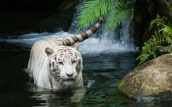 белый, файл, сингапур, зоопарк, вода, сибирский, тигровый,