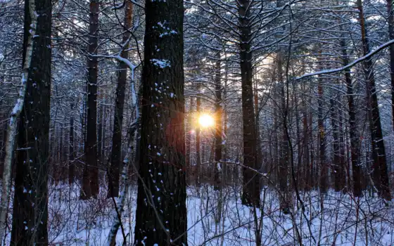 солнце, зима, лес, лес, деревья,