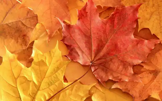 листва, осень, maple, природа, 
