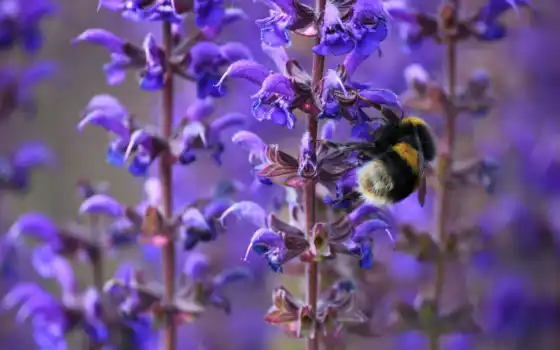 bumblebee, цветы, makryi, весна, насекомое, cvety, пчелка, сиреневый, природа