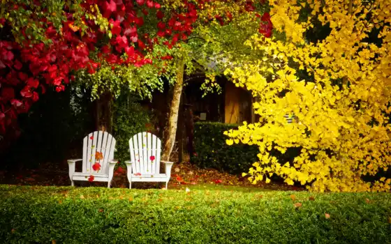 осень, задний двор, любовь