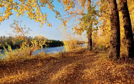 осень, заставок, река, трава