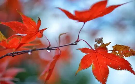 leaf, water, red, maple, капелька