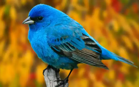 птицы, twitter,