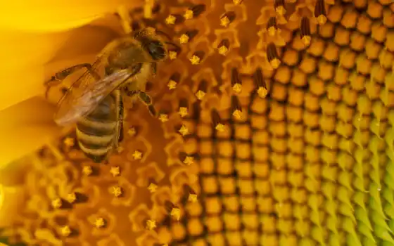 пчелка, мед