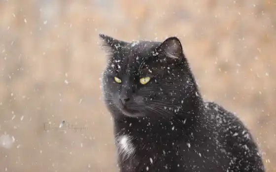 кот, снег, winter, взгляд, black
