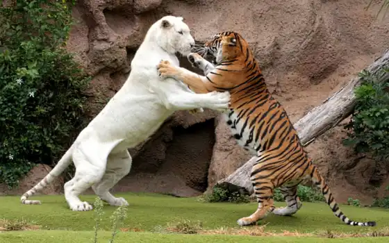 тигр, животное, бой, бенгальский, кот, домашнее животное