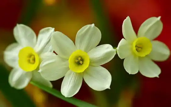 daffodil, русский, трио