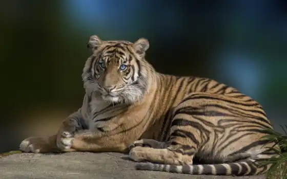 тигр, глаза, удивительные, пачка, кошки, красавец, животные, лучшие, тигры, величественные, синие, любимые,