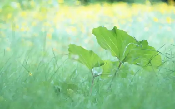 ,лето,листики, трава, макро, green, share, either, зеленые, life,, лист, листочки, 