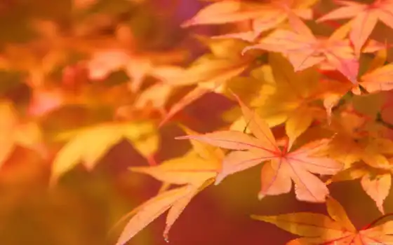 красивые, листва, кленовые, природа, макро, осени, рыжие, 