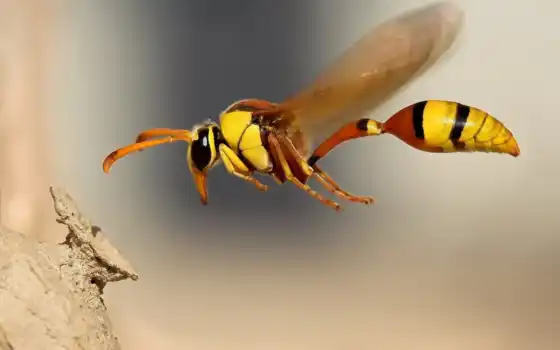 wasp, осы, osa, насекомые, назвали, wrzuta, honor, пл, летит, природа, полет, 