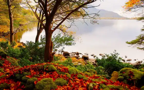 озеро, осень, пейзаж, дерево, пасти, гора, вода, лист