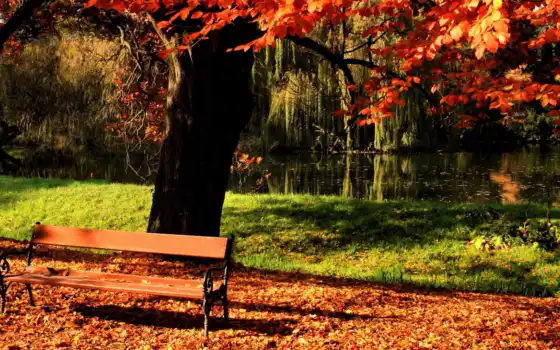 осень, парк, дерево, скамейка,