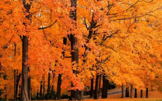 бытие, осень, певьев, клен, деревянное, почему, соцветная, содержащая