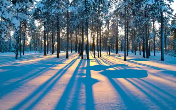 лес, зима, дерево, фуникулер