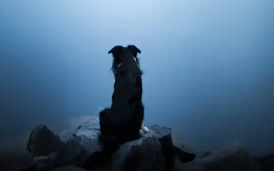 собака, туман, камень, картинка