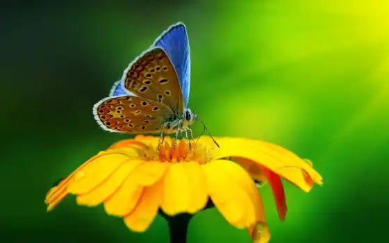 бабочка, makryi, цветок, желтый