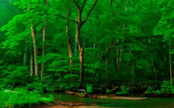 лес, река, деревья, униформа, фотороботы, корыстные, корыстные, горные,
