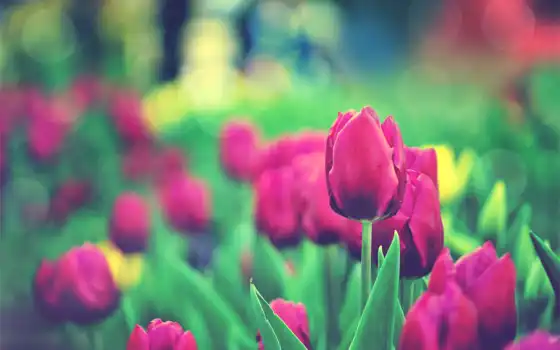 тюльпан, сад