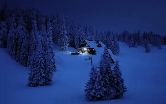 лес, ночь, зима, береза