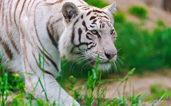 тигры, дикие, кошки, коллекция, уже, лучшая, загружено, тигр, тигров, природа, 