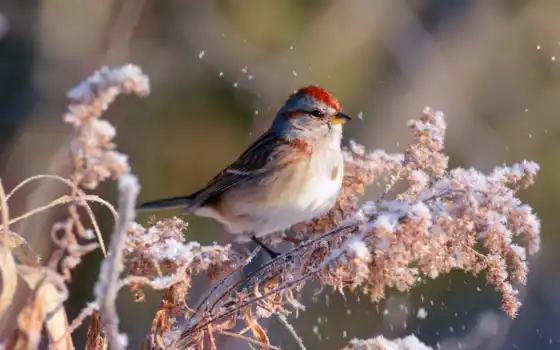 птица, красное дерево, животное, растение, ветка, снег, зима