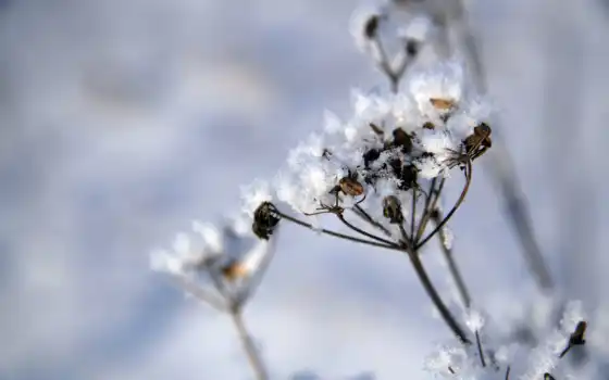 снег, plants, covered, растение, living, tough, photography, landscape, природа, wide, 