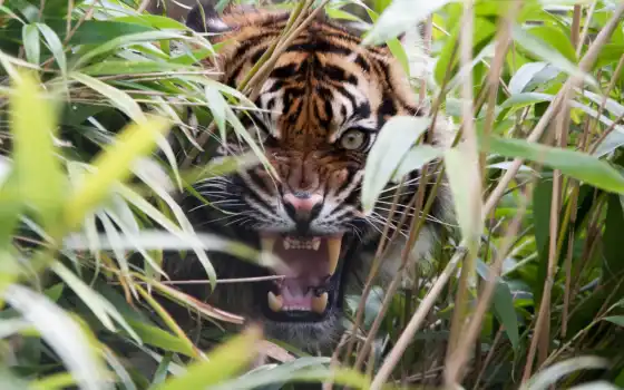 тигр, хищник, агрессия, ухмылка, трава, пасть, клыки, 