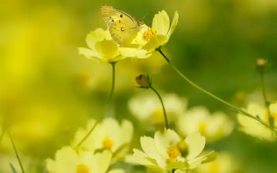 цветы, yellow, бабочка, summer, свет, makryi, утро, взлёт, side